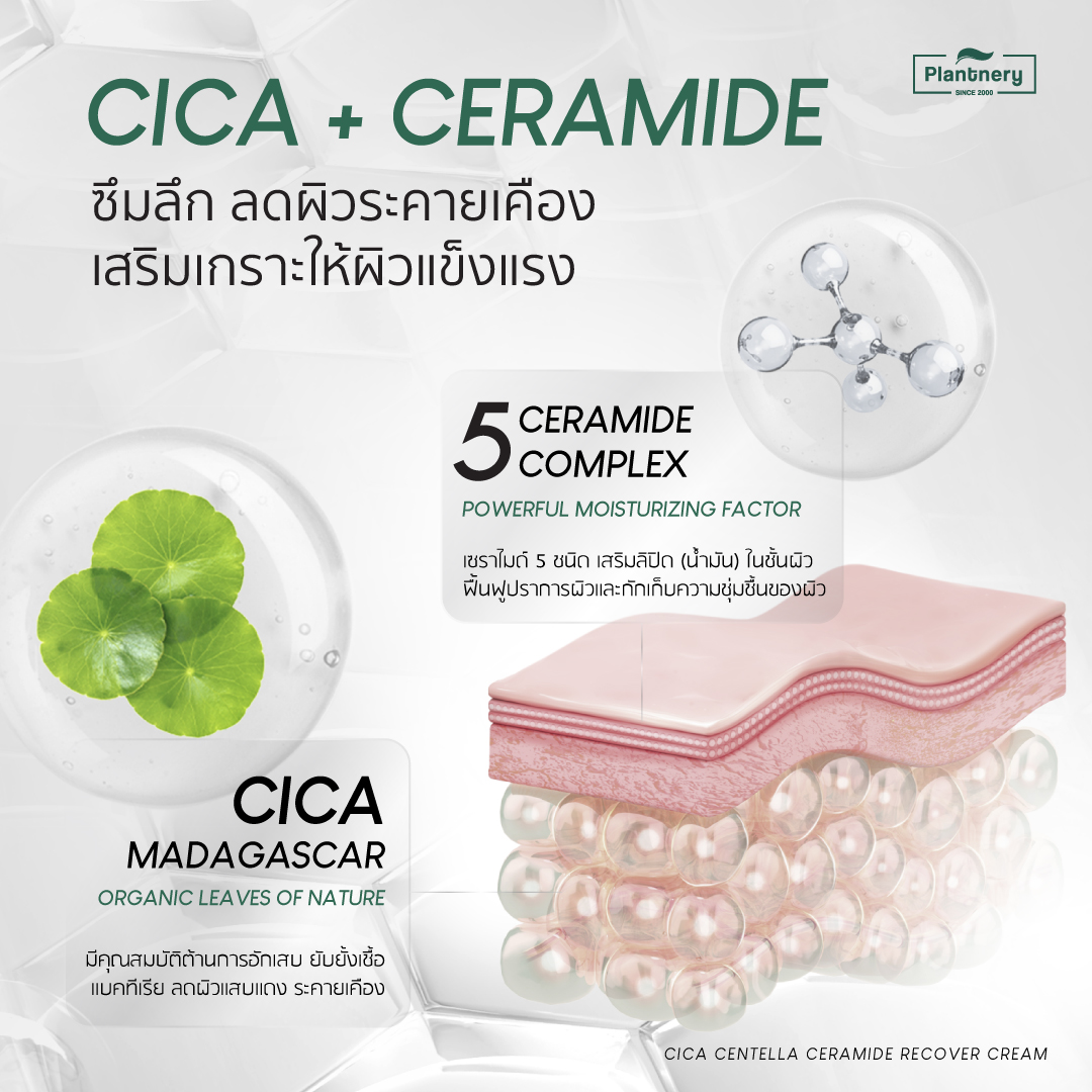 Cica Centella Ceramide Recovery Cream 50g 4