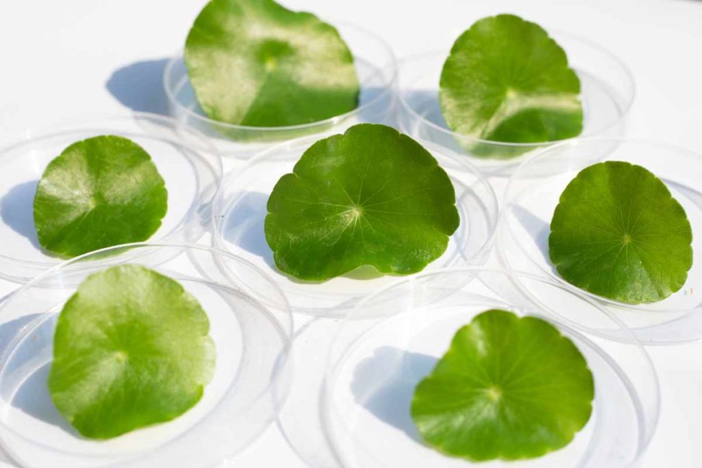 fresh green centella asiatica leaves petri dishes white background