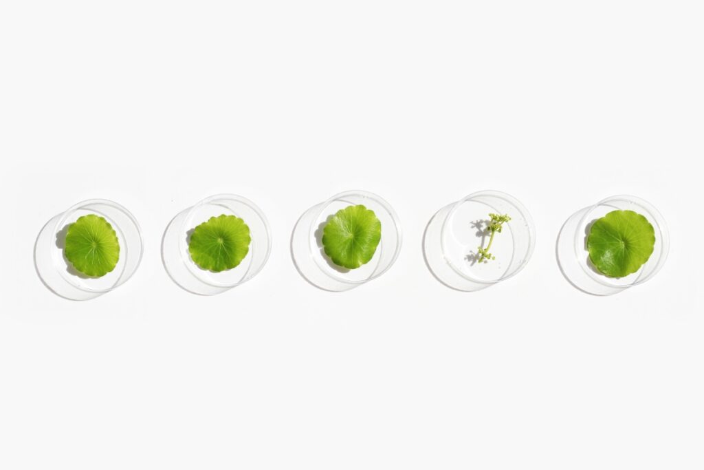 fresh green centella asian leaves petri dishes white surface